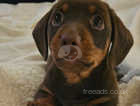 Male light brown and tan miniture dashhound