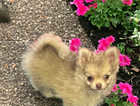 Tiny Pomchi - only very best home will do