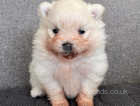 Cream and white Pomeranian Puppy