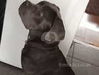 Cane corso 7 m9nths old
