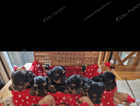 6 Yorkshire  terrier puppies 6 weeks