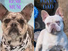 8 weeks old Beautiful French Bulldogs looking for their forever home