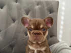 French bulldog puppy