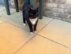 Abandoned cat