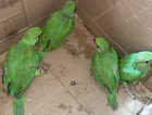 Baby parrot
