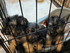 4 Yorkshire Terrier puppies