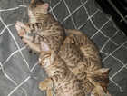 4 Mixed breed Kitten available