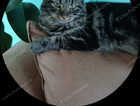 Missing cat