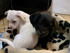 3x gorgeous puppies ready for new homes