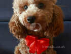 READY TO GO NOW! KC STRED RED TOY POODLE BOYS