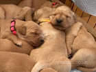 Adorable Fox Red Golden Retriever Puppies Available Now