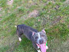 Gorgeous staffie boy needs experienced home