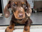 Mini dachshund dlkc registered £1000