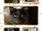 Missing Norwegian forest cat
