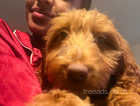 DNA TESTED MINIATURE RED GOLDENDOODLE FEMALE