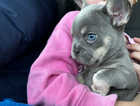 Reduced French bulldog fluffy carrier puppy's