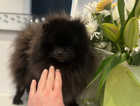 Final reduction  Xxxxxxs KC Pomeranian girl age 1 for sale