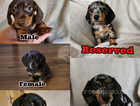 5 KC miniature dachshunds puppies