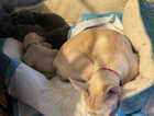 Beautiful Frenchie Pups for sale at pet prices