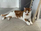 NG8 Area Lost Ginger and white cat