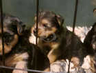 5 gorgeous Yorkshire terrier pups for sale.