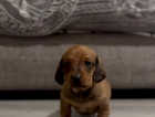 PRA CLEAR Miniature Dachshund pups