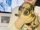 Miniature dachshund puppy's