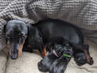 3 x Miniature Smooth-Haired Dachshund Puppies