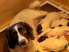 KC registered working ESS puppies 2 males left