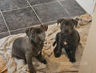 Staffordshire bull terrier blue puppies