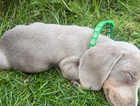 Rare Champagne Dachshund - Ready for a Loving Home