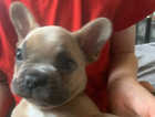 One left male 9 week pure bred pup - make an offer