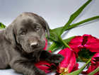 Ready now Labrador puppies health tested