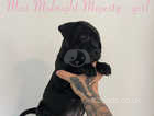 KC registered Staffordshire puppies
