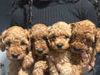 Tiny Toy poodle puppies in leicestershire