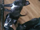 Collie cross Lurcher Puppies