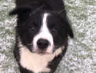 Border collie black and white puppy for sale