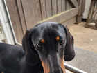 Dachshunds Male 13 months old Great Colours