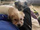Shih tzus for sale.