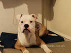 Kyro for rehome