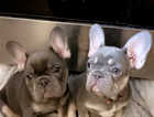 Lovely Frenchie pups