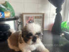 Shi Tzu puppy for sale!!