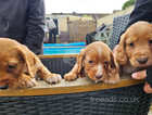 Cocker Spaniel puppies for sale