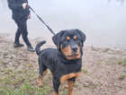 8 month old female Rottweiler