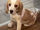 Champion Beagle Puppies
