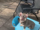 !! Reduced!! French bulldog puppies