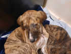 1 brindle greyhound cross whippet 9 weeks