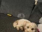 7month old cavapoo for sale