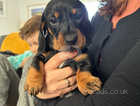 Beautiful Dachshund pups looking for forever home