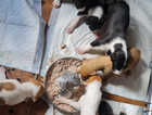 7 bully deerhound lurcher pups